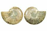 Cut & Polished Ammonite Fossil - Madagascar #364787-1